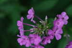 Fall phlox